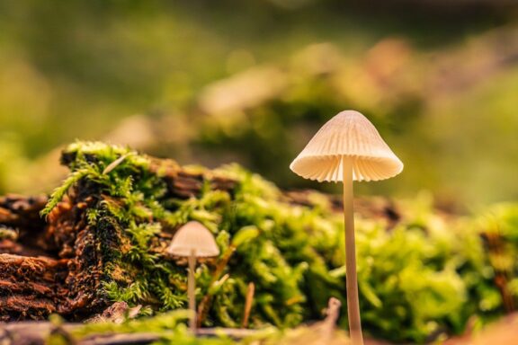 从0到1,再到无限可能:零壹捌梯(018t)能为你做什么?