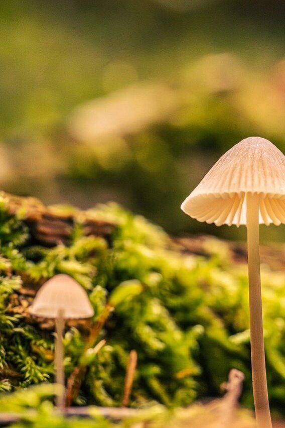 从0到1,再到无限可能:零壹捌梯(018t)能为你做什么?