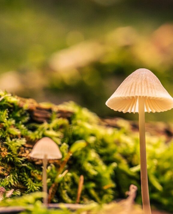 从0到1，再到无限可能：零壹捌梯（018t）能为你做什么？